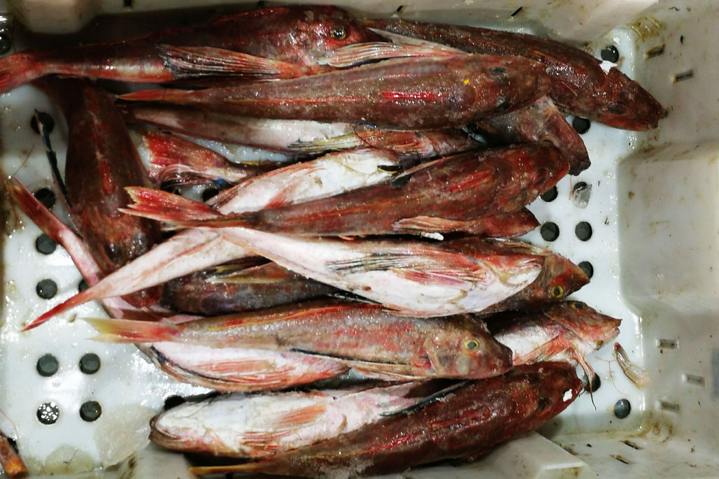 2018年最后一天刚上岸的鲜活大杂鱼60元一斤小个头20一斤