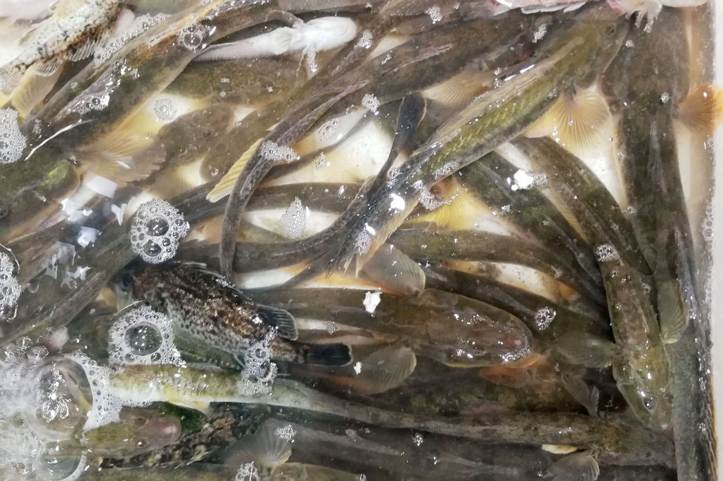 2018年最后一天刚上岸的鲜活大杂鱼60元一斤小个头20一斤