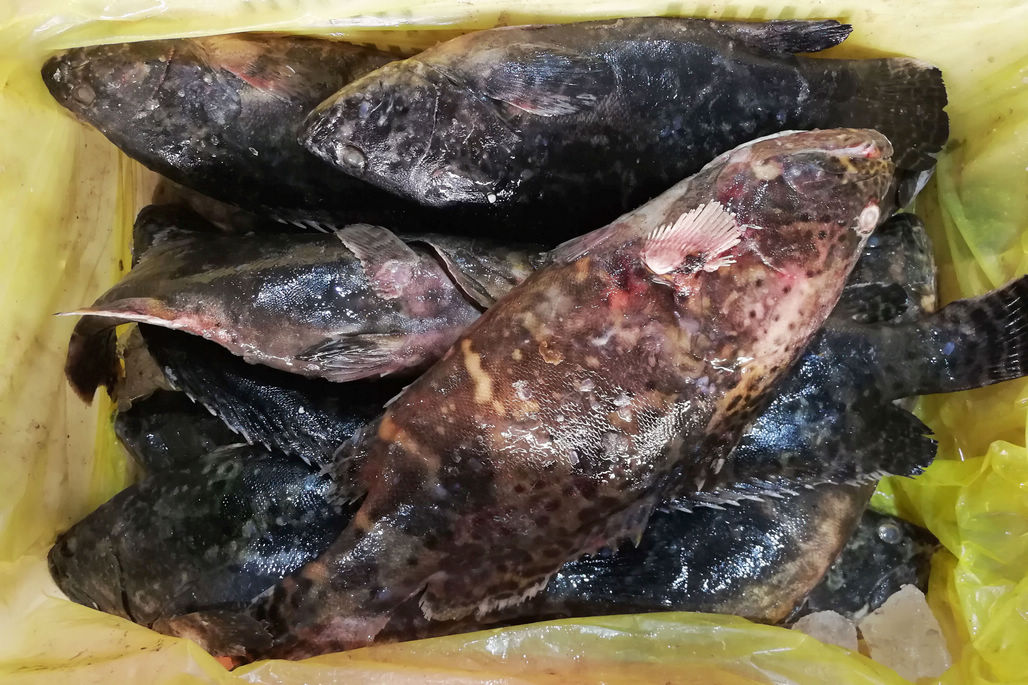 2018年最后一天刚上岸的鲜活大杂鱼60元一斤小个头20一斤