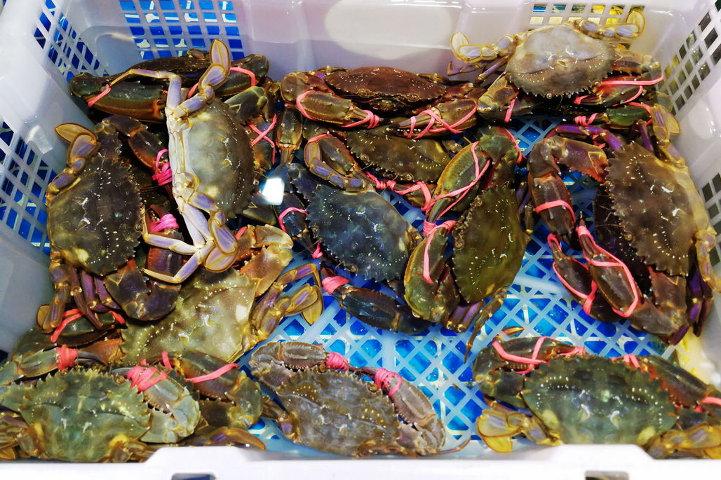 一条鲅鱼400元左右 一对鲅鱼2瓶酒超千元|鲅鱼|老丈人|海鲜_新浪新闻