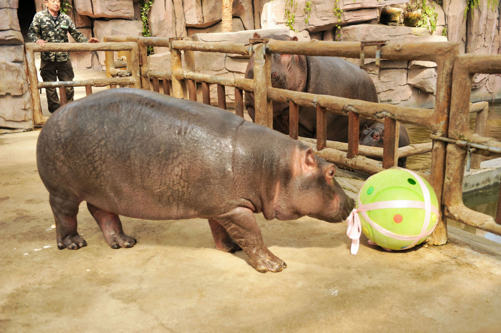 小河马周岁 看同过生日小朋友一起庆生 蛋糕小朋友自己动手做