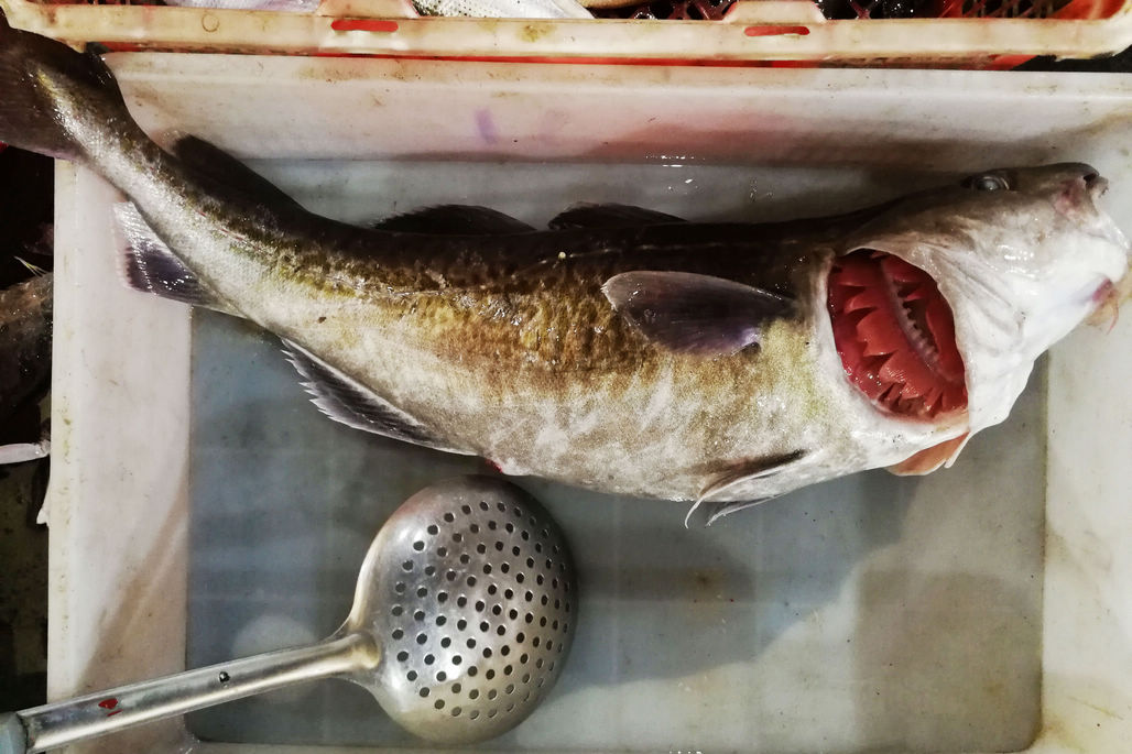 这是一条大头腥,看着鱼鳃就知道新鲜程度,当天捕捞的,仅次于鲜活的了