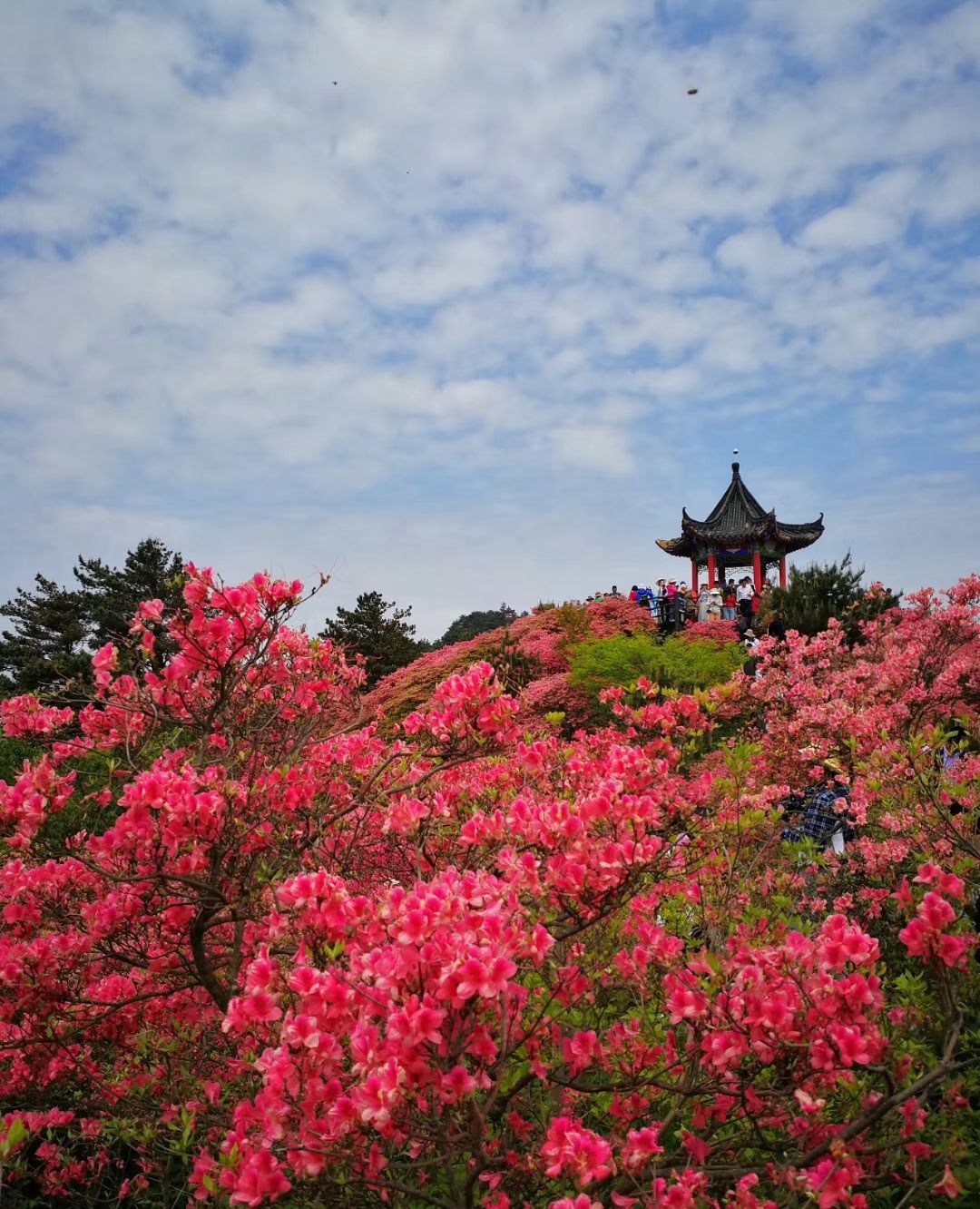 麻城龟峰山风景区万亩杜鹃花海,堪称中国一绝,世界罕见