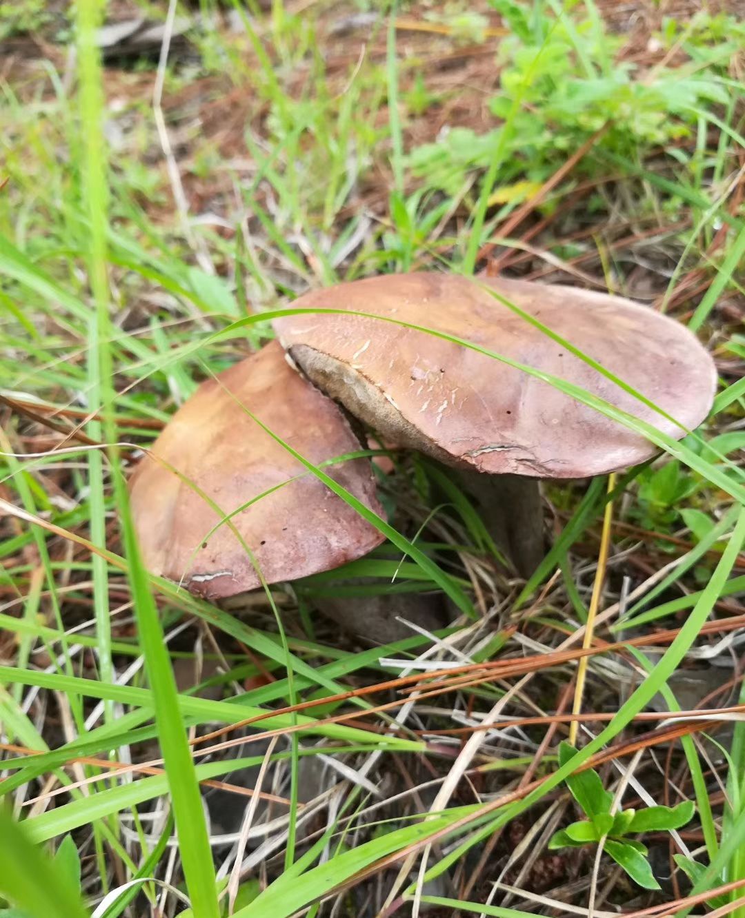 紫花菌 中毒图片