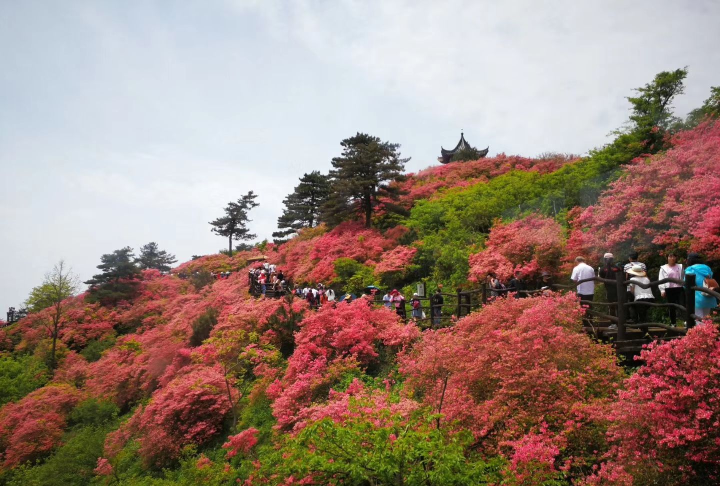 麻城龟峰山风景区万亩杜鹃花海,堪称中国一绝,世界罕见