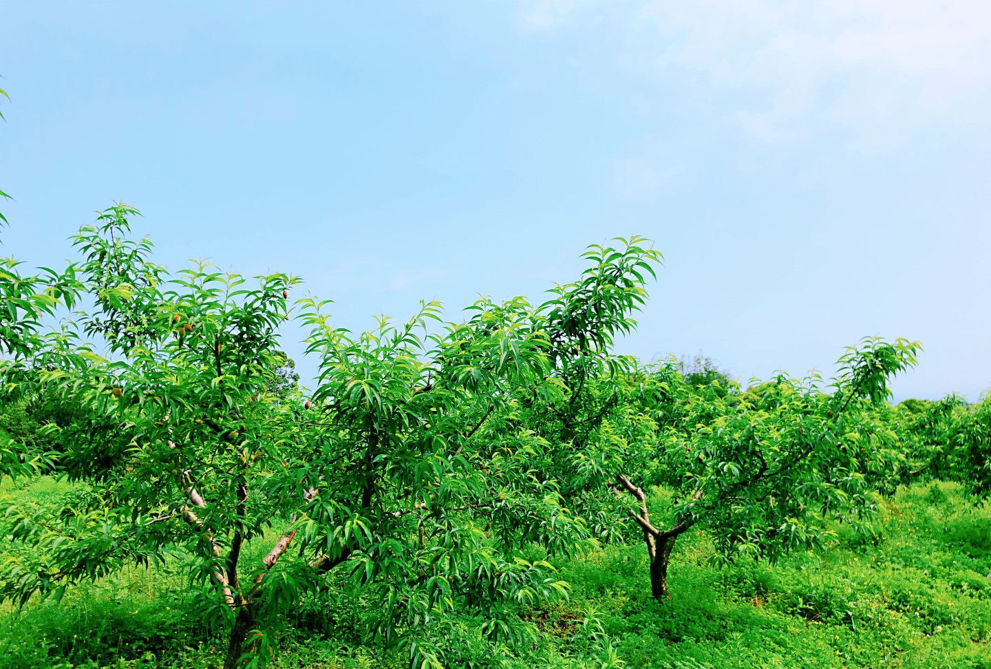 四月春正盛,踏青鹰嘴桃园