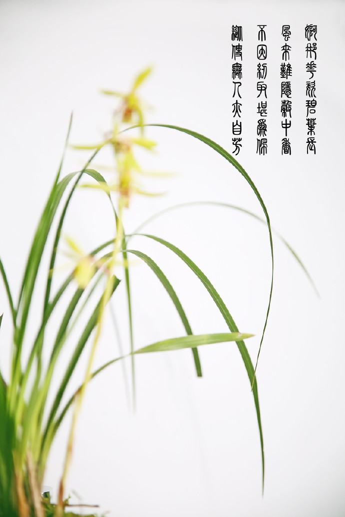 手种盆兰香满庭,闲来趣味独幽深