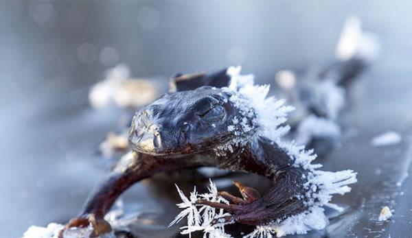 直击:被大自然"冰封"的动物们!