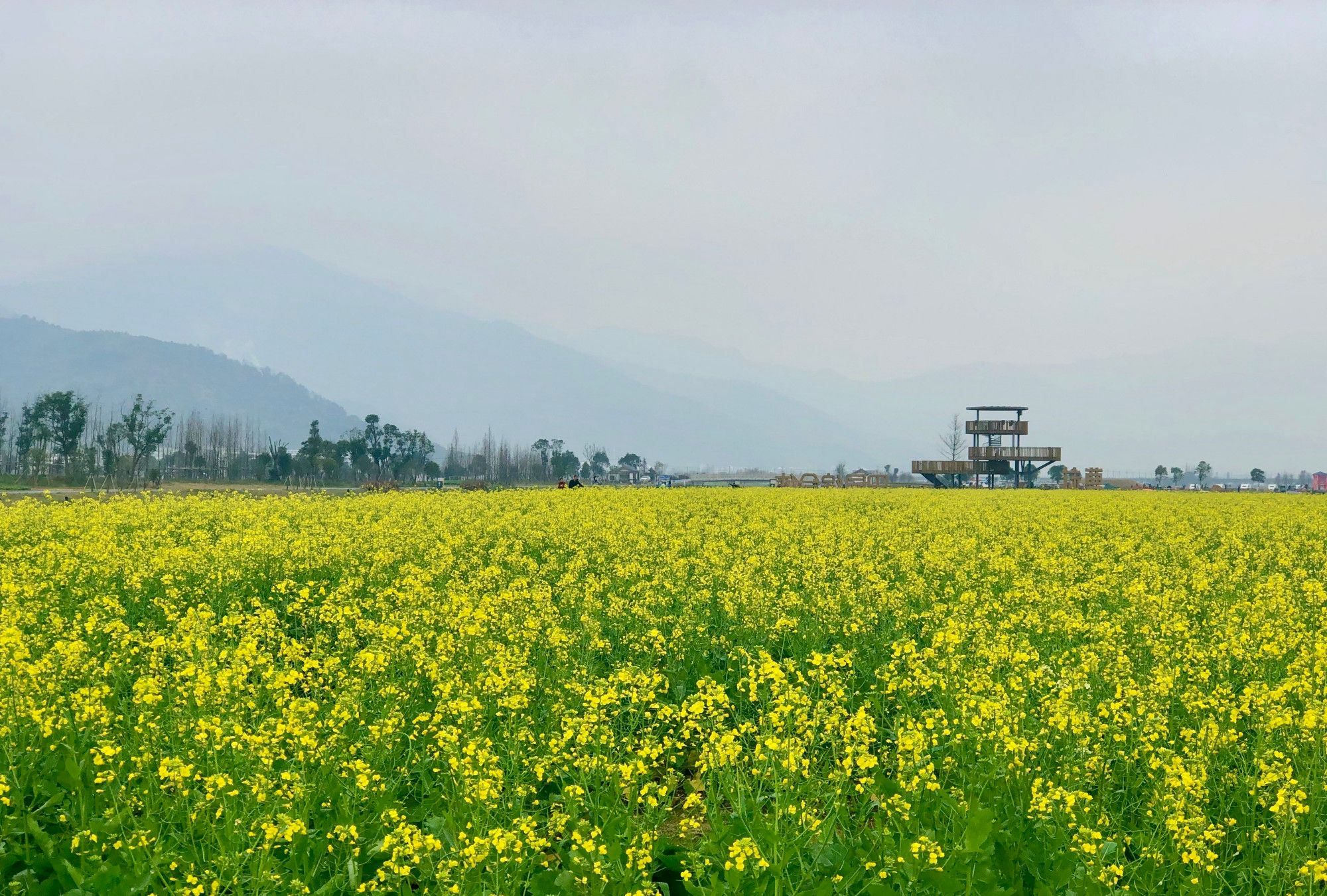 瑞安马屿曹村田园风光