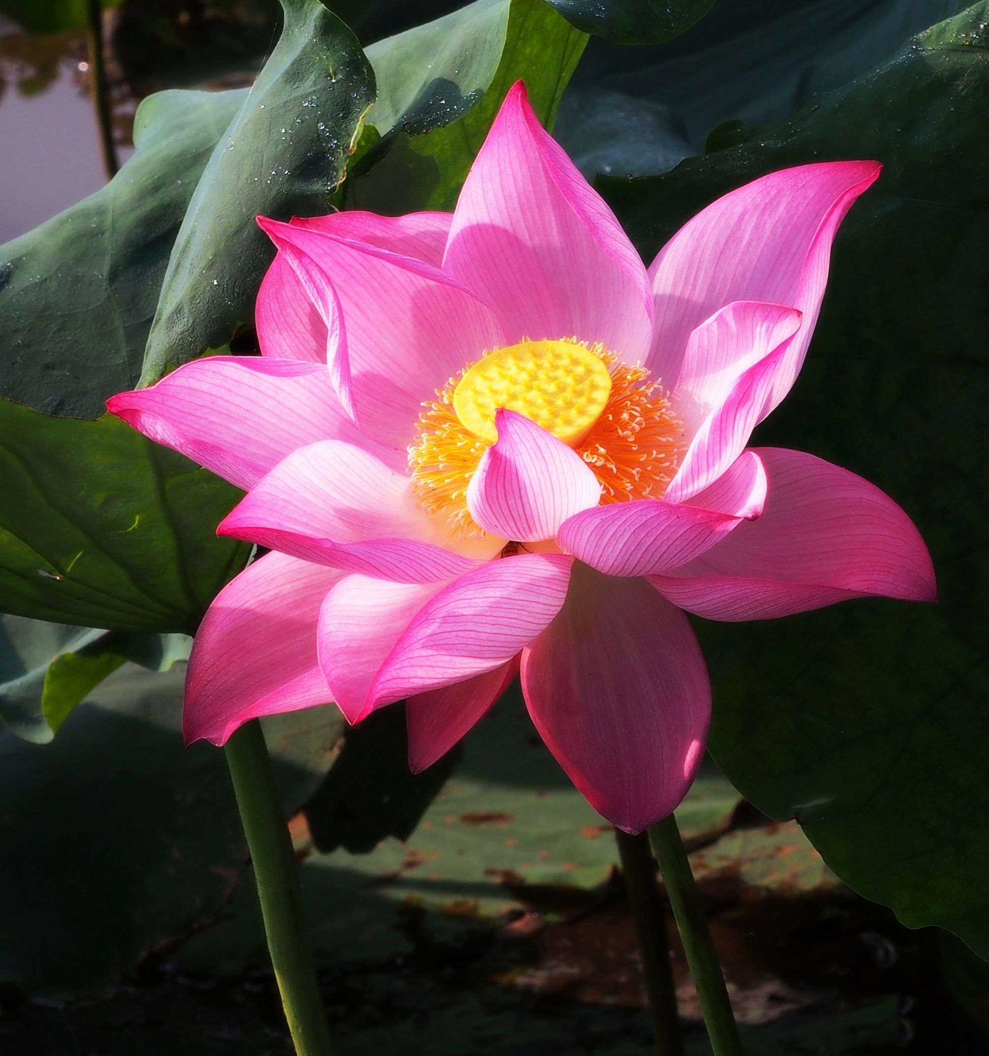 夏天,走近荷花,去聆听最感动生命的声音