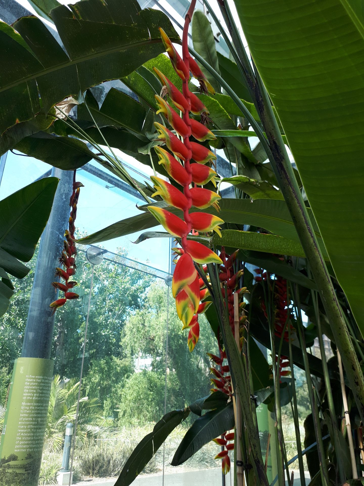 澳大利亚 阿德莱德 植物园