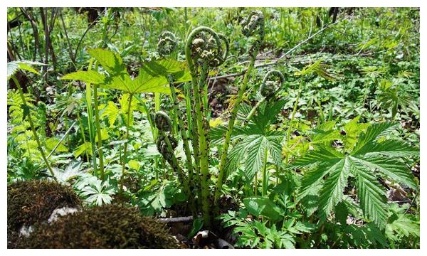 东北野菜种类介绍 这8种野菜很多人都吃过 野菜 大叶芹 灰菜 新浪新闻 东北野菜种类介绍 这8种野菜很多人都吃过 野菜 大叶芹 灰菜 新浪新闻