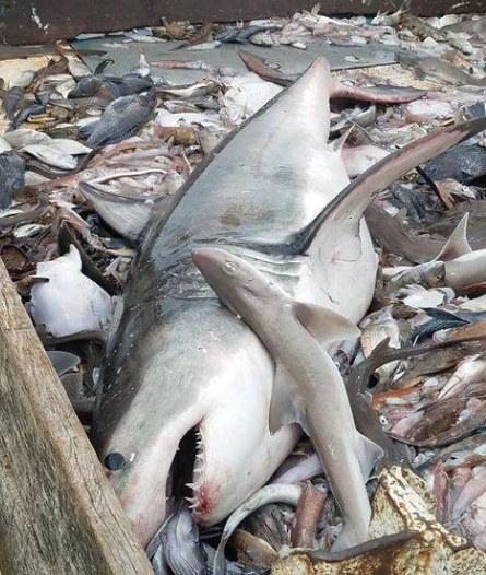 美国渔民喜获500斤大白鲨,费劲周折拉上船后,却又将其放生