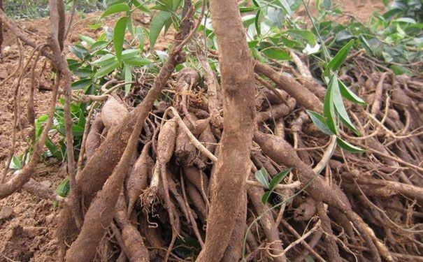 农村常见植物,能治肾虚,吃了大补,如今80元一斤成稀罕货!