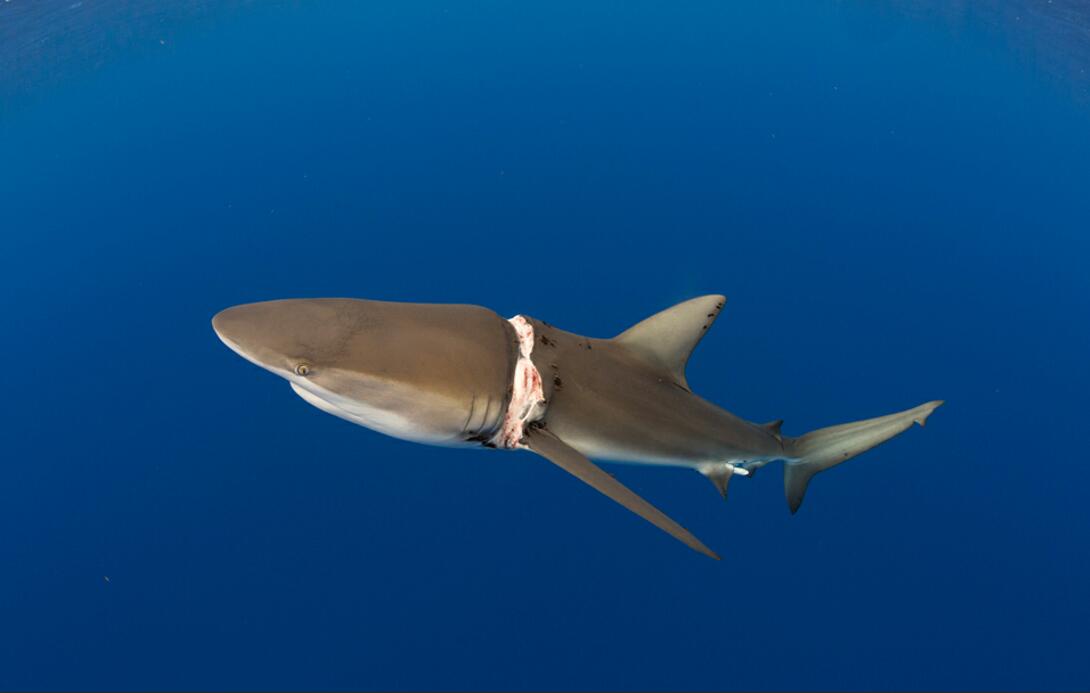 鲨鱼,在古代叫作鲛,鲛鲨,沙鱼,是海洋中的庞然大物,所以号称"海中狼".