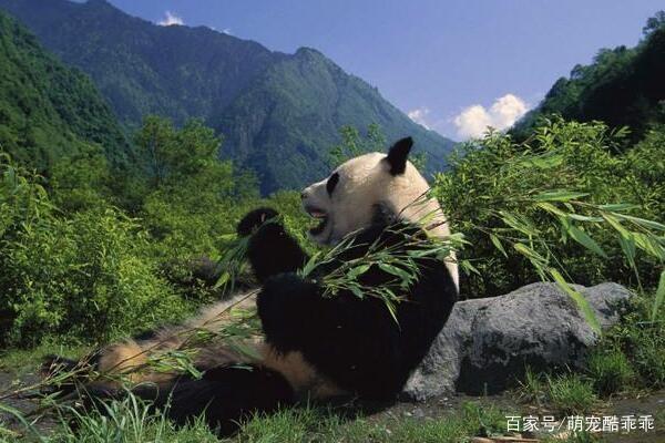 大熊猫也是非常有福气生长在这种美好的环境中
