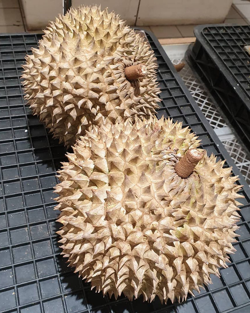 印尼现天价榴莲一颗要7000元当地人三个月工资都吃不起
