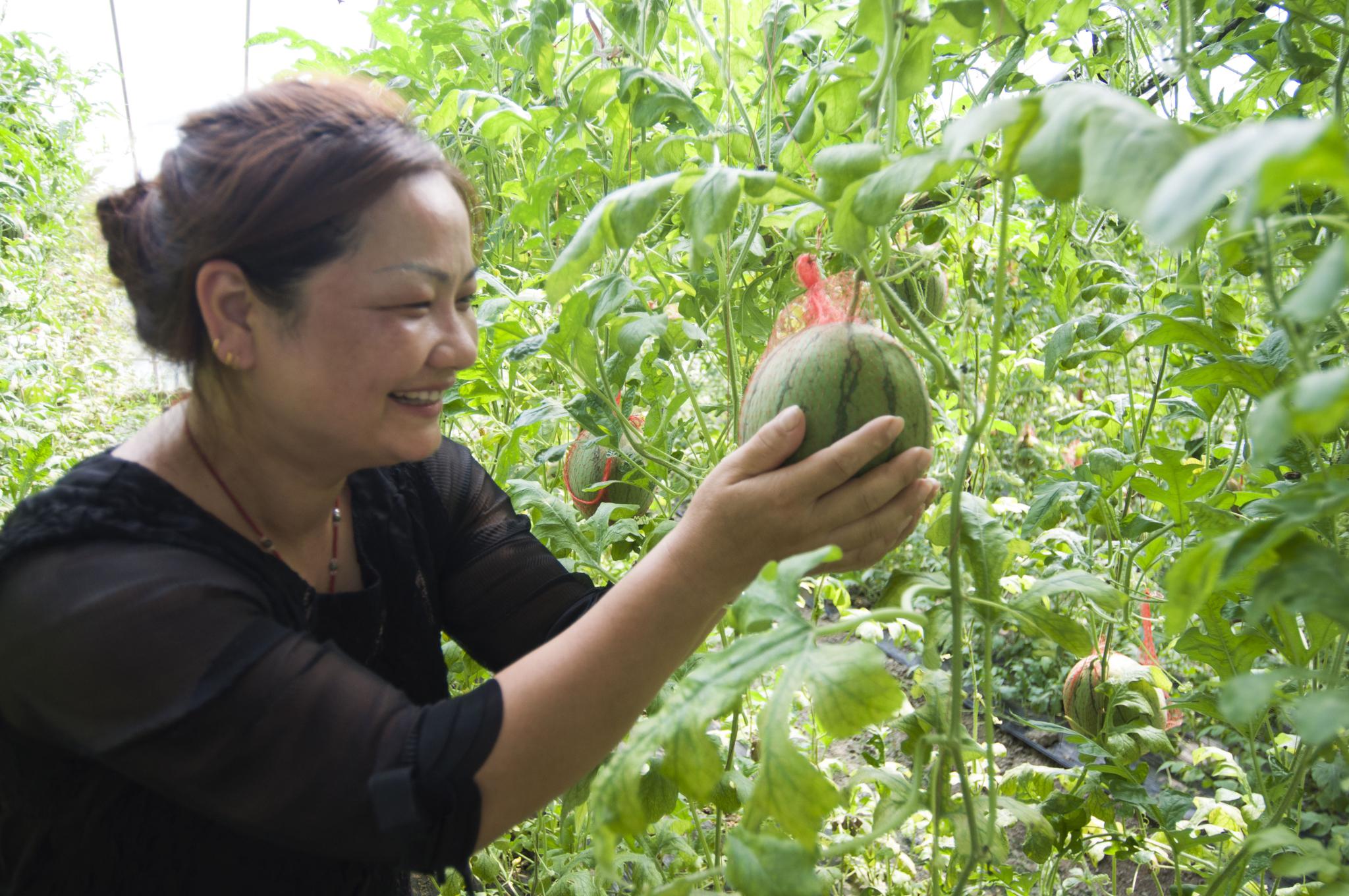 探访合肥中皖靓妈种植,采摘,包装,配送一体化有机蔬菜种植基地