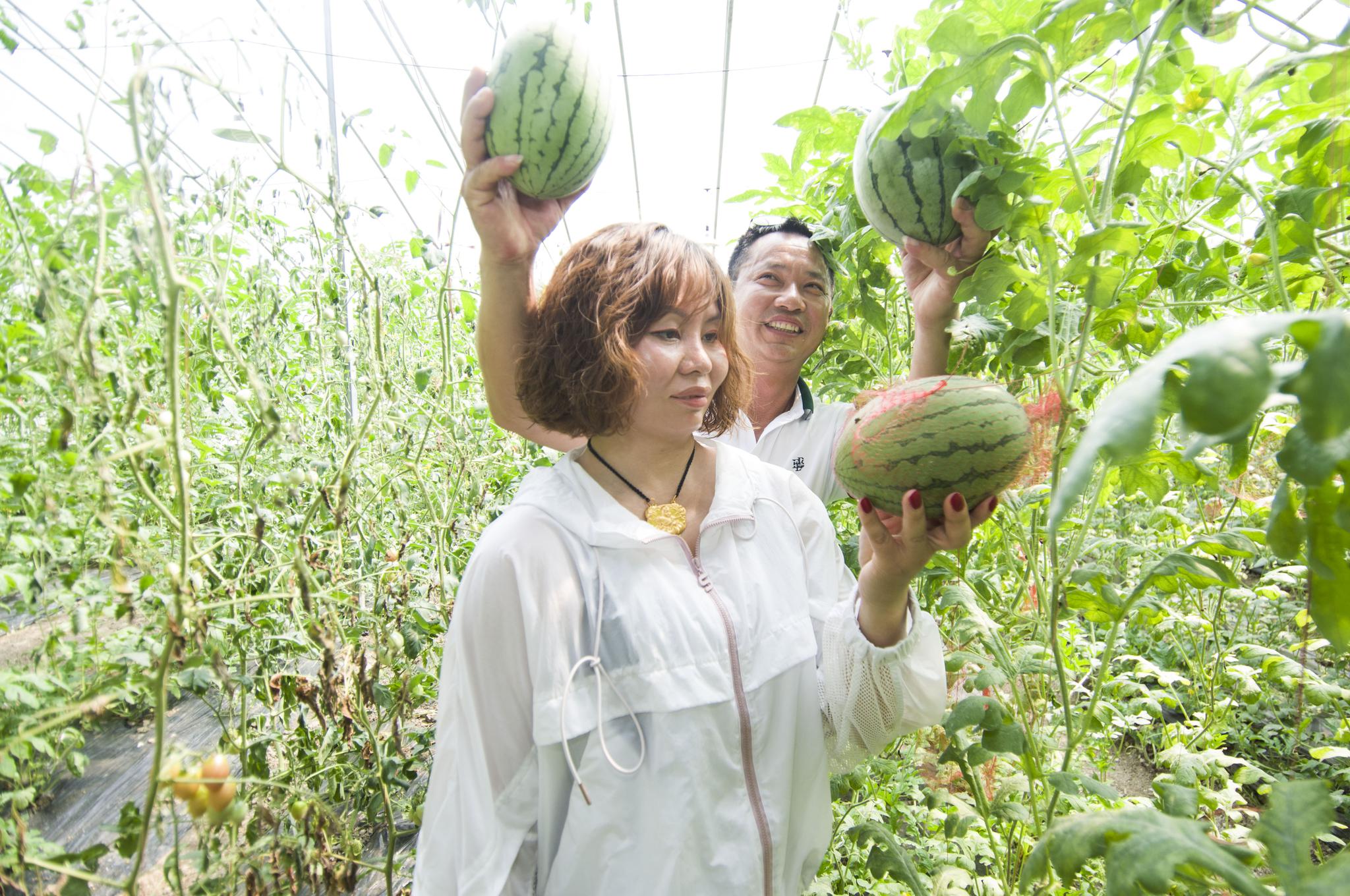 探访合肥中皖靓妈种植,采摘,包装,配送一体化有机蔬菜种植基地