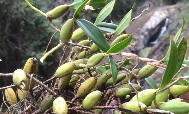 它长在农村的石壁上和鸡肉一块煲汤喝味道很鲜还很有营养