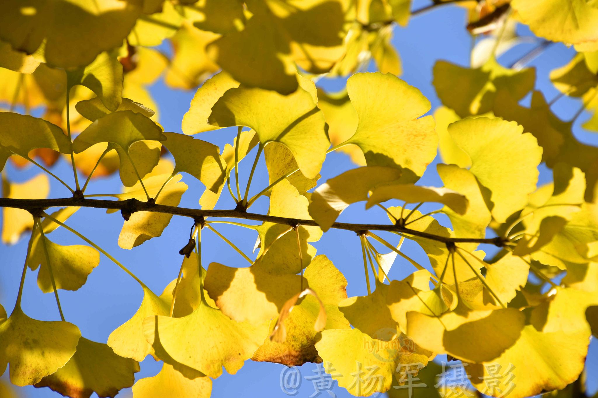 月25号的银杏叶