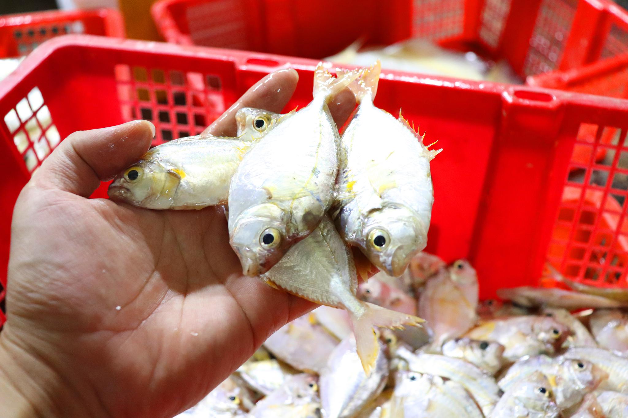 广东人最喜欢用来煲汤喝清蒸的一款小鱼,你们有多少人没见过呢?