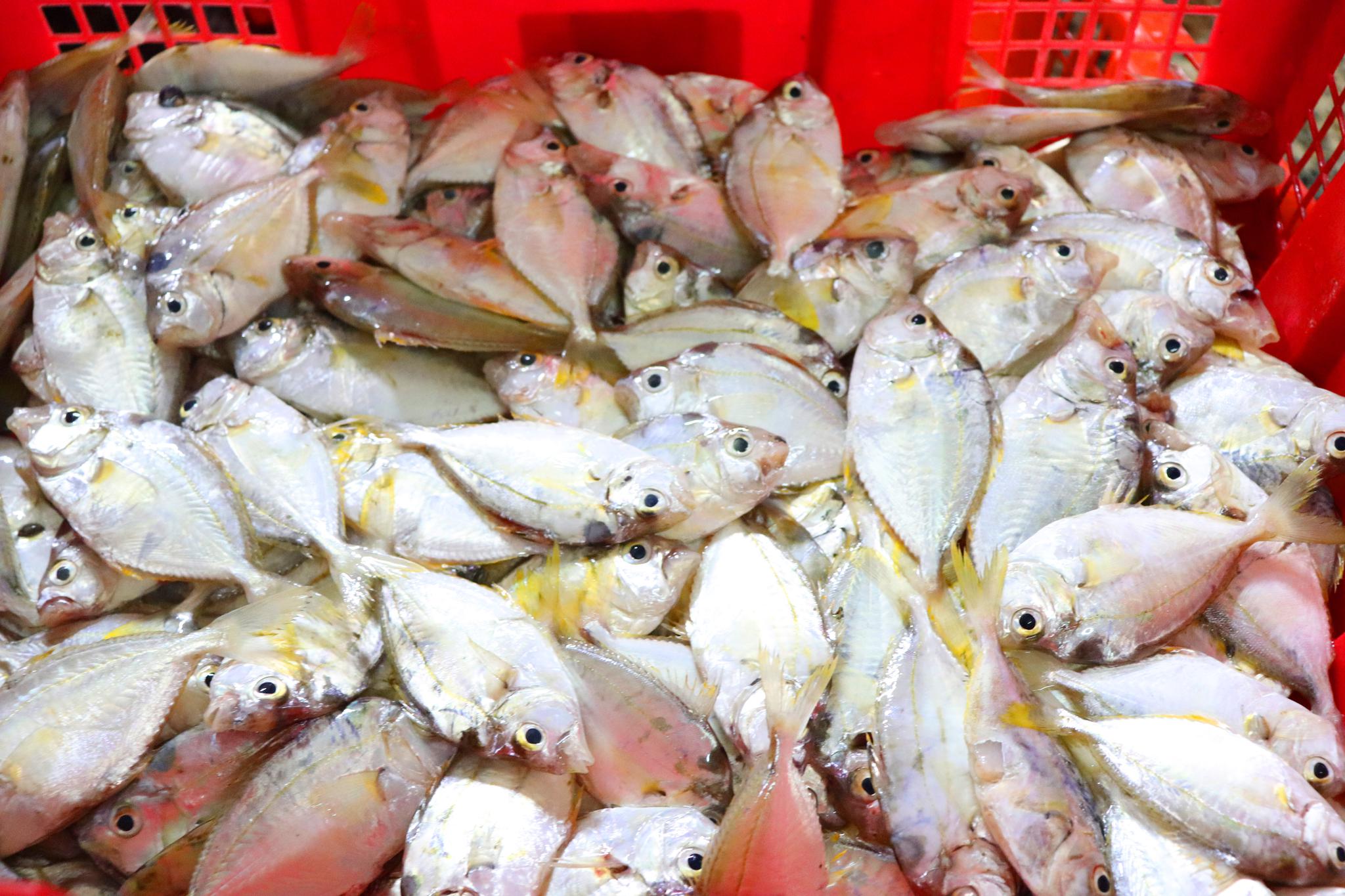 广东人最喜欢用来煲汤喝清蒸的一款小鱼,你们有多少人没见过呢?