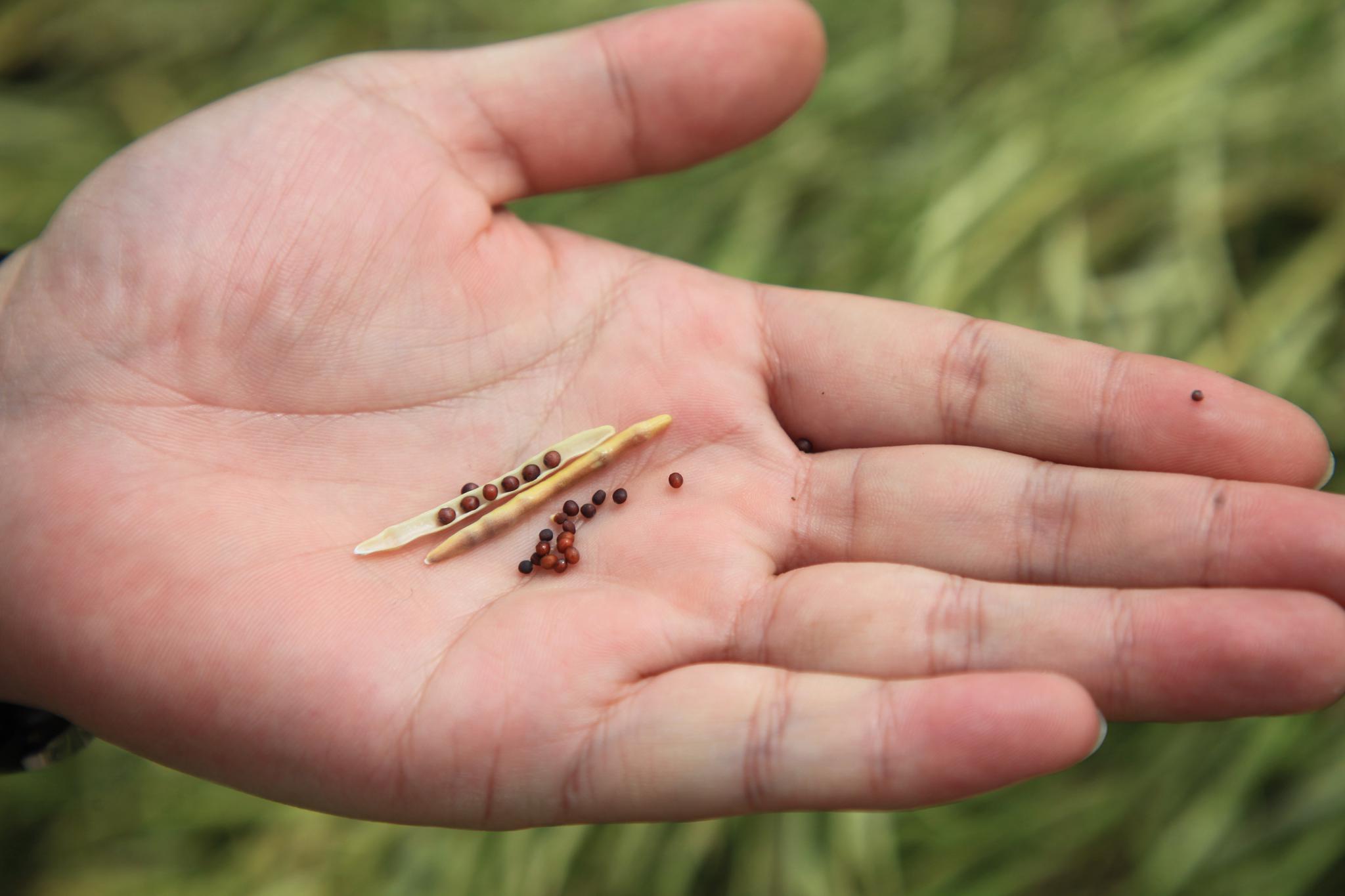七旬老夫妇大山里自种菜籽榨油,路人给钱不肯卖,原因让人感动|菜籽