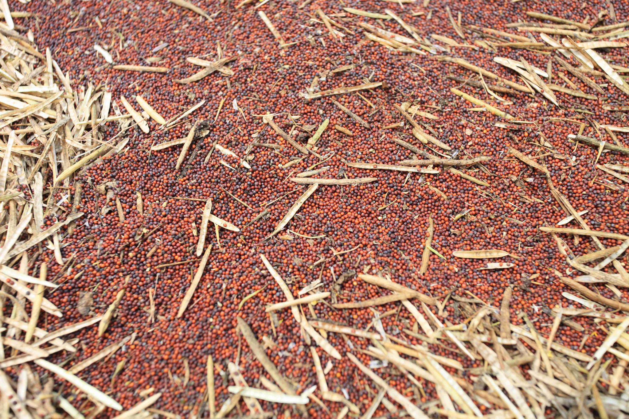 七旬老夫妇大山里自种菜籽榨油,路人给钱不肯卖,原因让人感动|菜籽