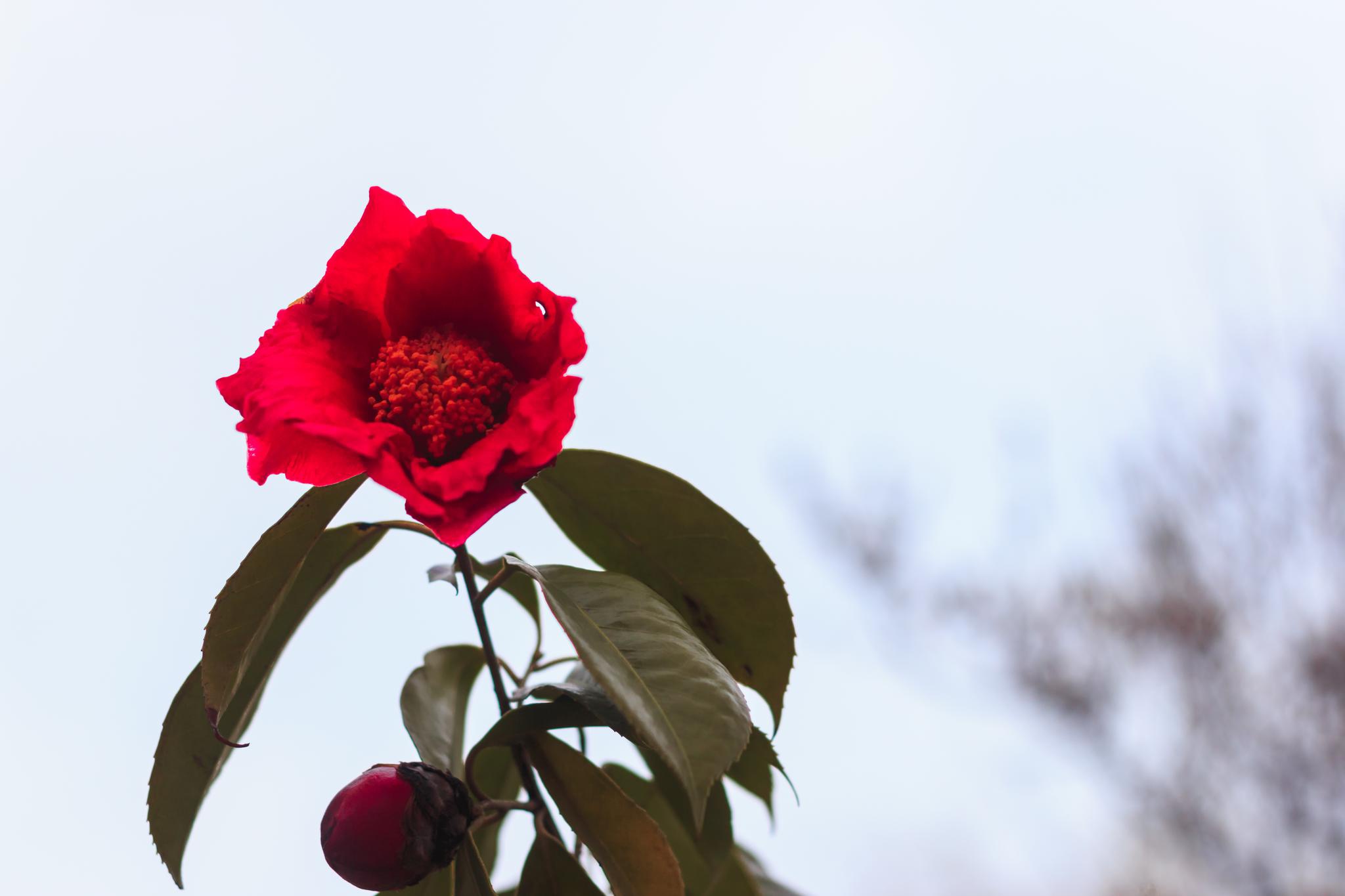 植物图集耐冬花