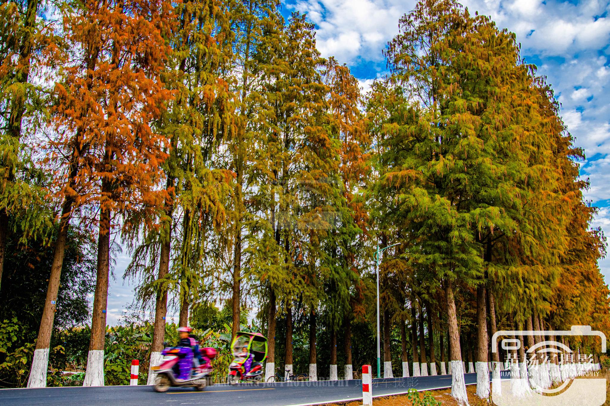 广东始兴县有一条最美的河南路,绵延十几里的落羽杉,景色美如画_高清