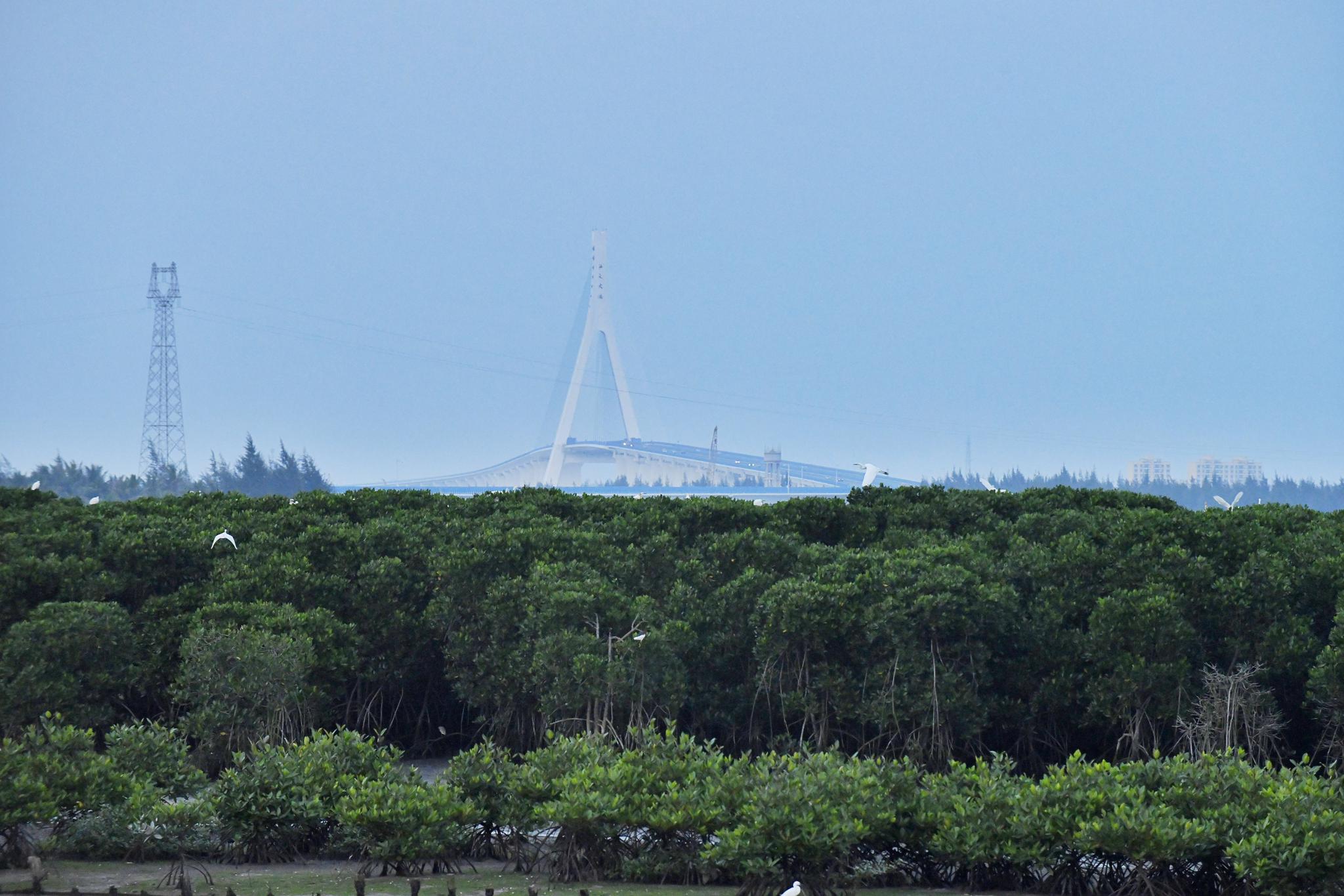 傍晚,海口演丰红树林美景