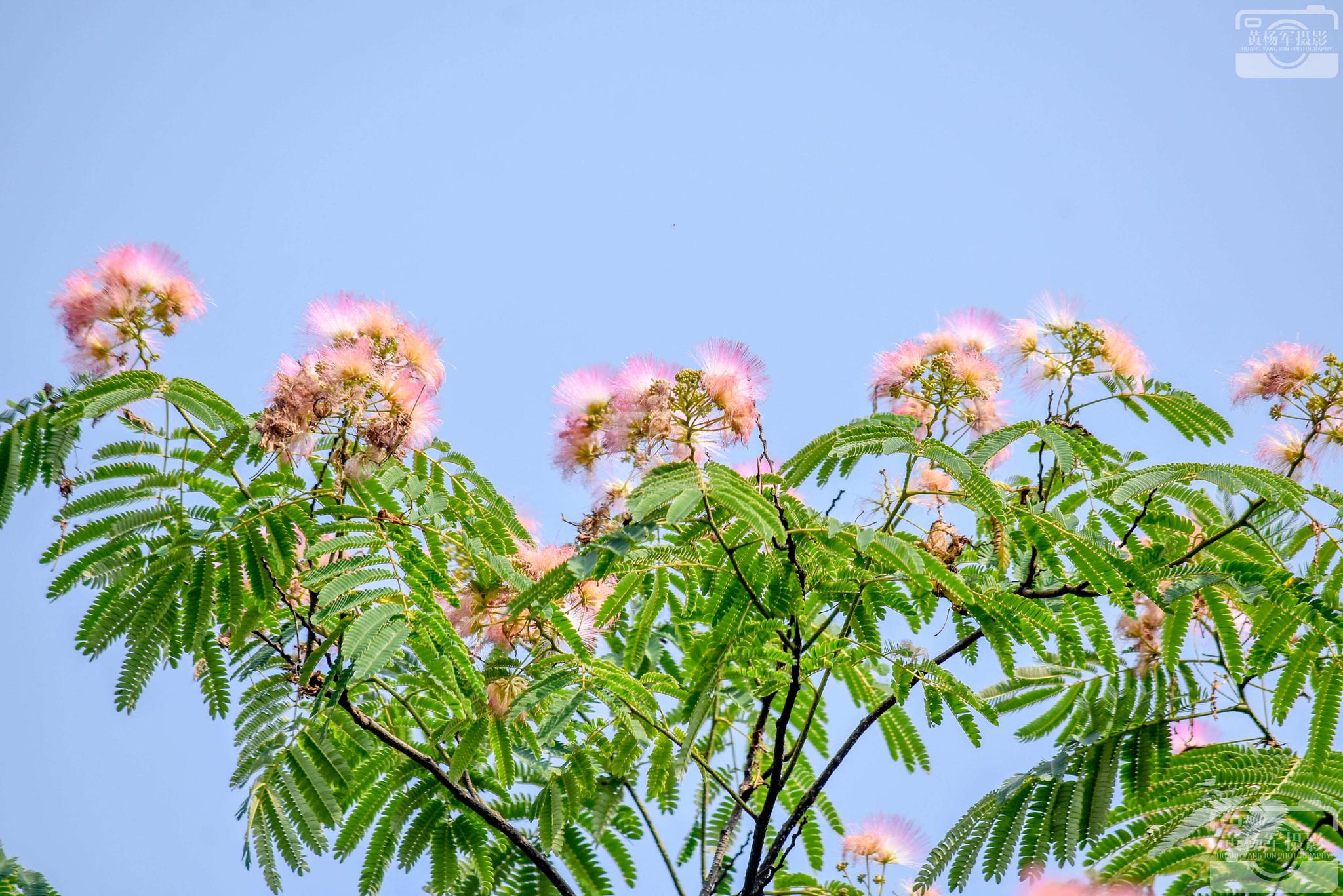 1 / 9 合欢花一种生活中常见的花朵,合欢花的花丝粉红色,荚果偏,是