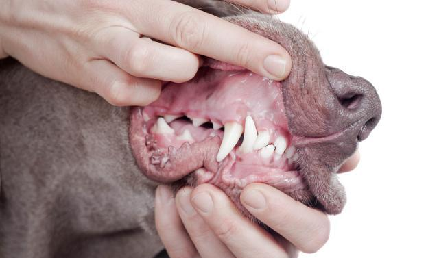 狗狗牙龈颜色反应健康情况,扒开看牙龈,可及时发现狗狗身体问题