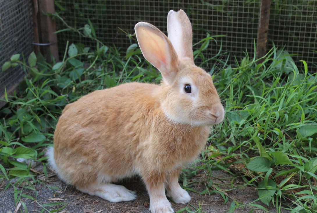 生肖是兔的人善于与他人结交,有人友善亲和,近期正财偏财都十分旺.