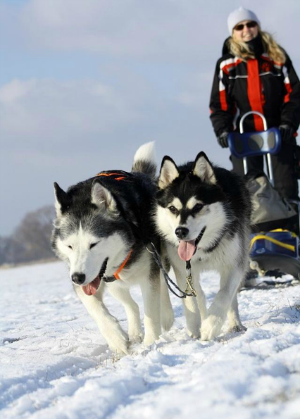 雪橇三傻是哪三傻?夺得第一是它,靠健壮的体格拿下第一