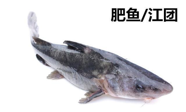 鮰鱼的做法——麻辣诱惑|肥鱼|麻辣诱惑|鮰鱼_新浪新闻