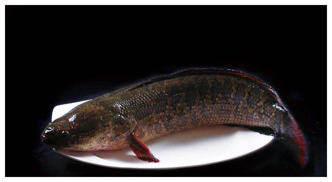 黑鱼你还一直用来做汤喝吗换个口味好吃到爆