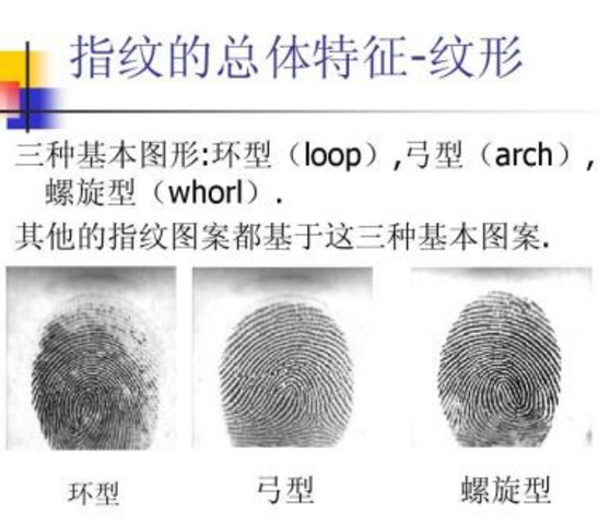 其他的指纹图案都基于这三种基本图案.