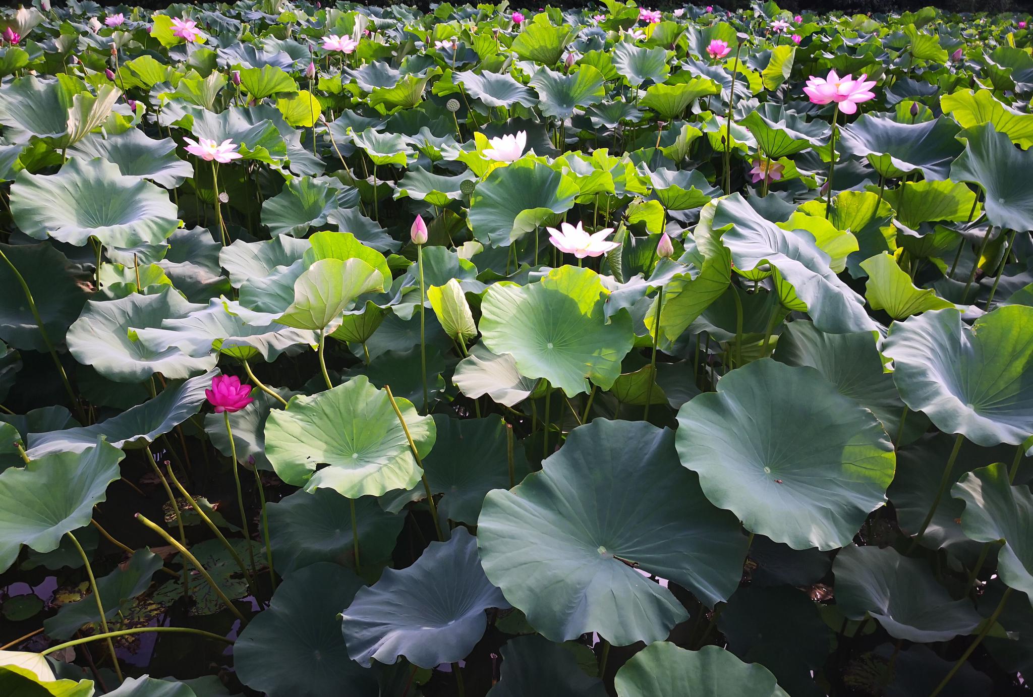 常州钟楼区荷园,荷叶碧池,清风送爽,夏季纳凉不妨来荷园走走