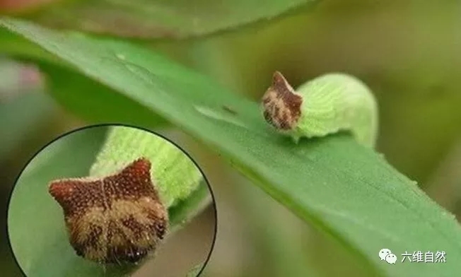 奇特的毛毛虫,长着kitty猫脸的虫子,能否称为可爱?
