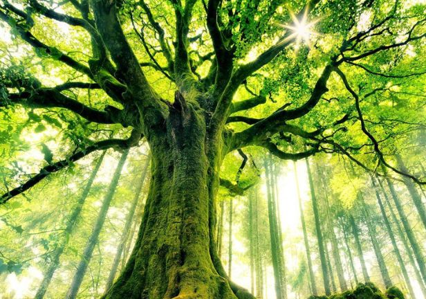 美图:一组奇形怪状的树木图片,让人不得不赞叹植物的顽强生命力