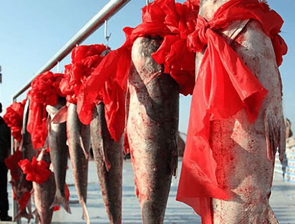 昨日查干湖冬捕"头鱼"出水,竞拍出现天价,成为历史新高!