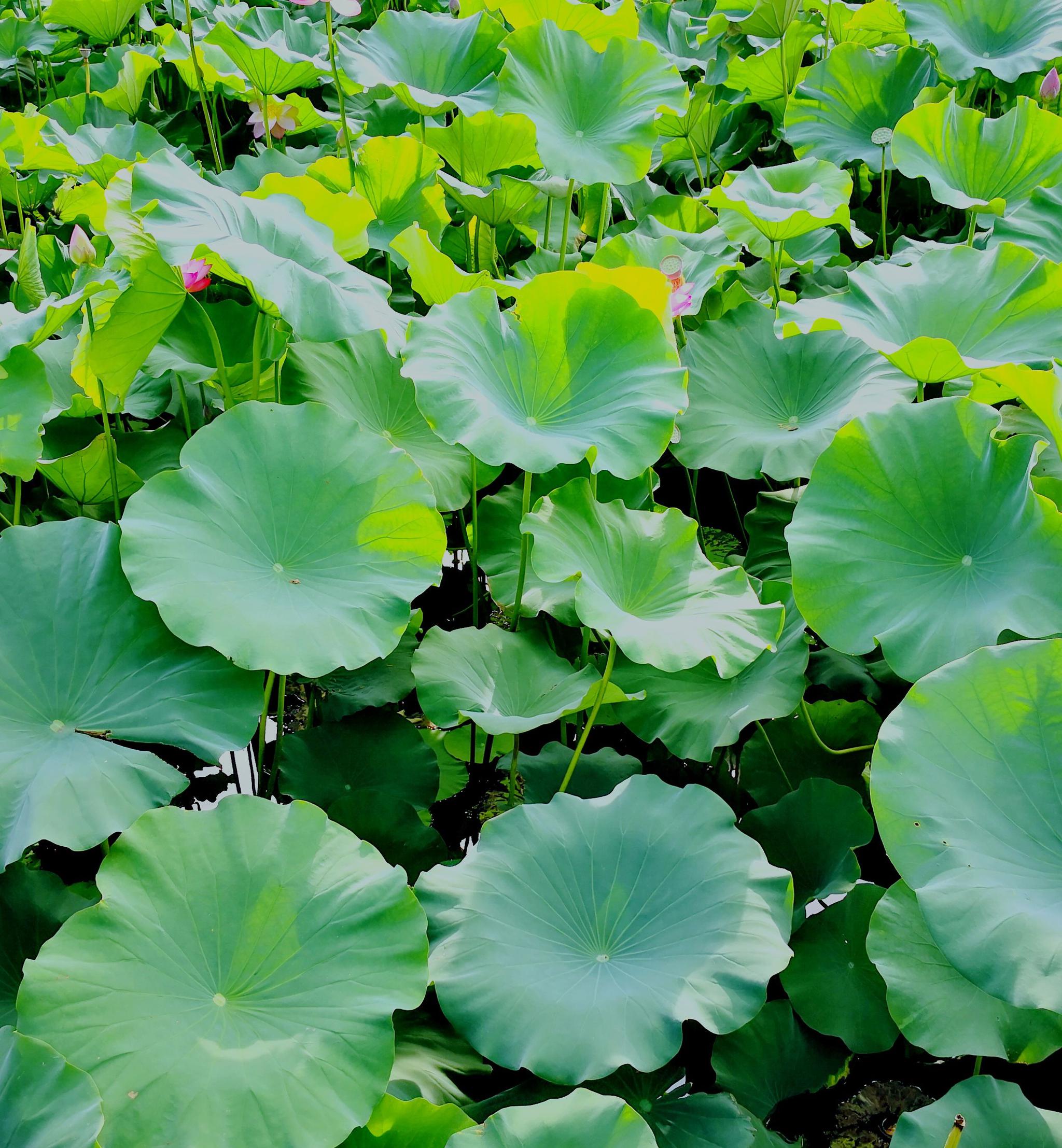 常州钟楼区荷园,荷叶碧池,清风送爽,夏季纳凉不妨来荷园走走