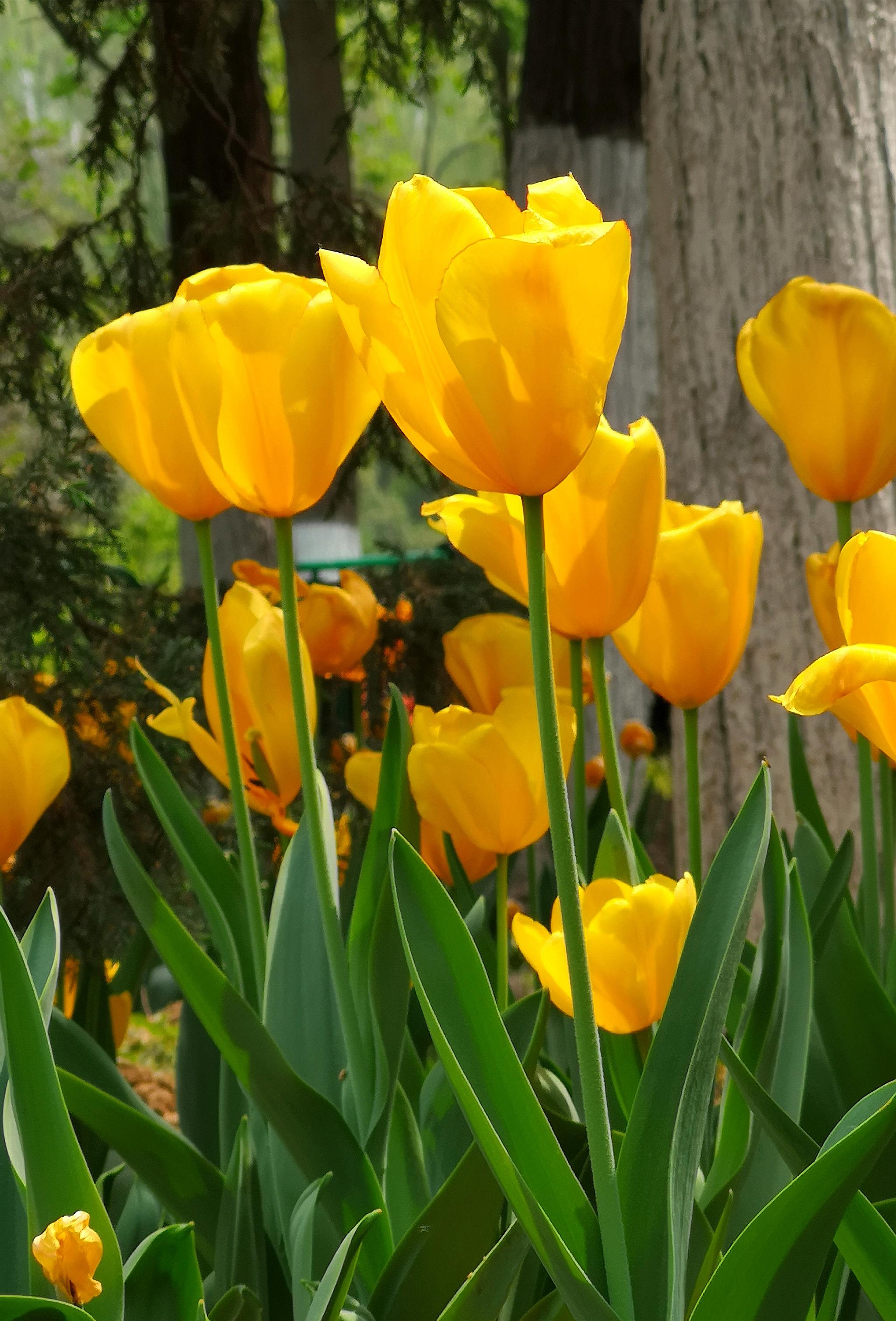 2019年春·校园里绽放的花-欢迎访问西安财经大学行知学院！