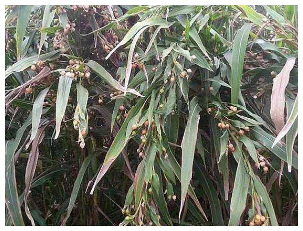 有1"草珠子",孩子做手串,老人说吸血,无人料想现在30元一斤