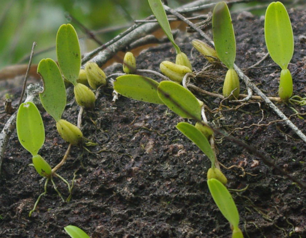 它长在农村的石壁上和鸡肉一块煲汤喝味道很鲜还很有营养