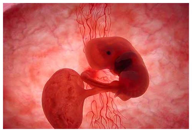 65天胎儿的真实照片图片