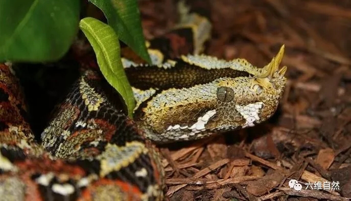 犀咝蝰这五彩色有毒蛇,网友:好肥的一条蛇!