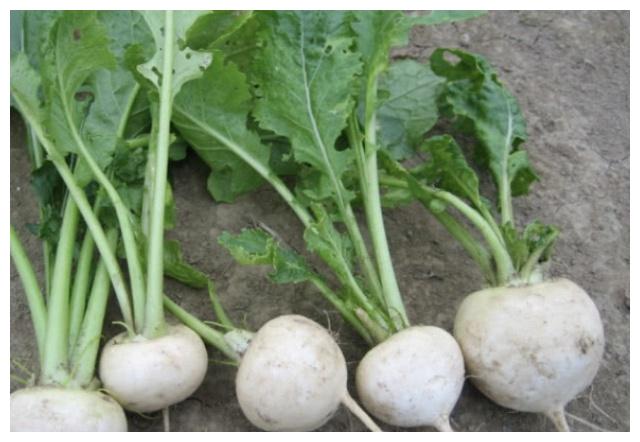 芜菁|萝卜|菜头_新浪新闻